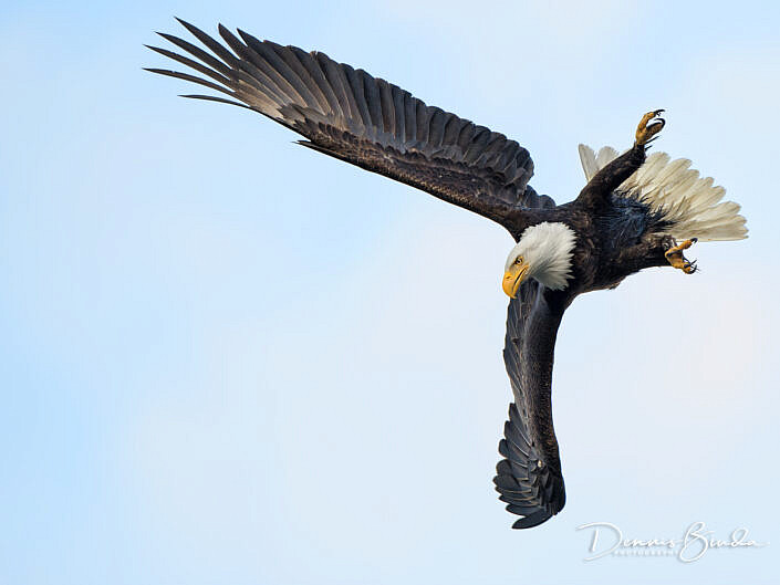 Bald eagle swooping down - Amerikaanse zeearend - Haliaeetus leucocephalus
