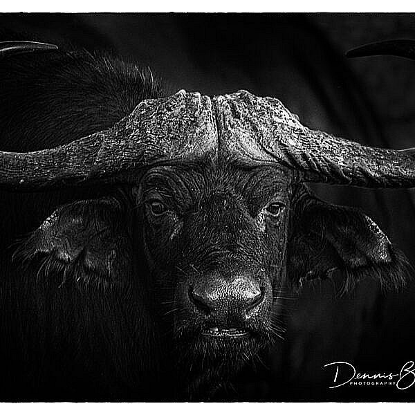 Cape Buffalo Portrait