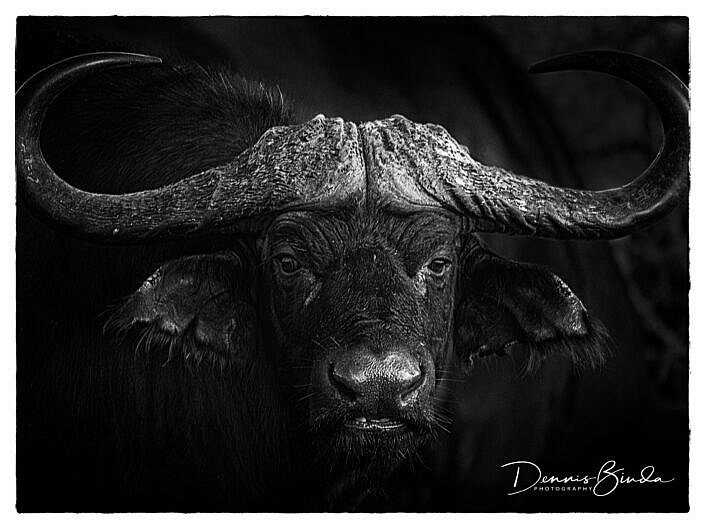 Cape Buffalo Portrait