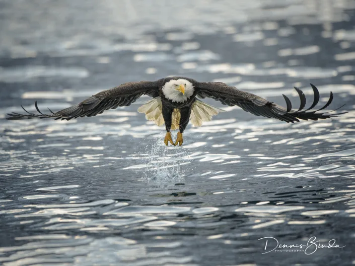 fishing Bald eagle - Amerikaanse zeearend - Haliaeetus leucocephalus