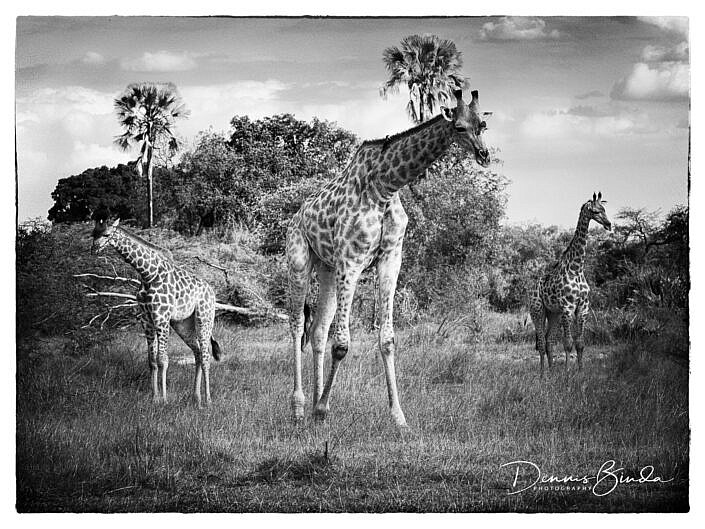 Giraf Family