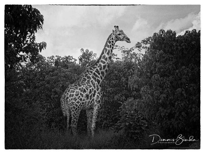 Giraf Reaching The Top