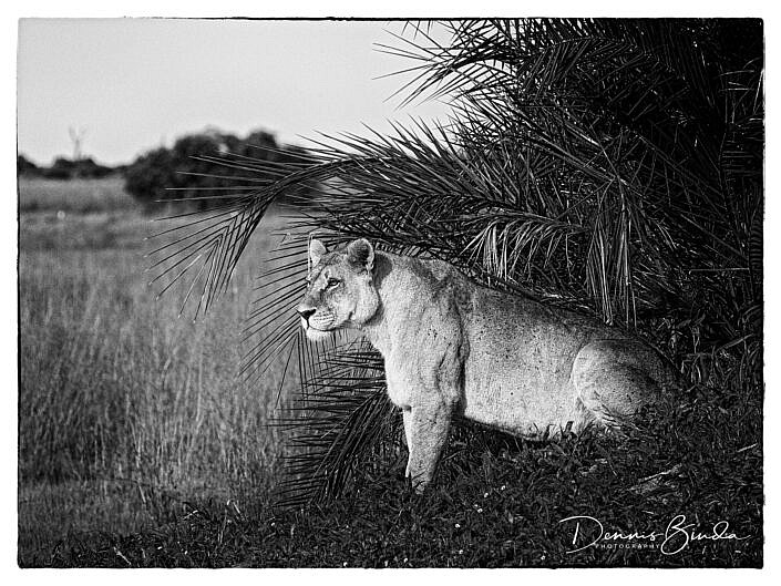 Hunting Lioness