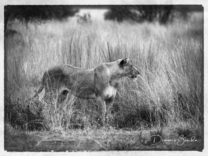 Hunting Lioness