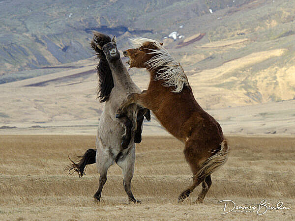 Islandic Horses Fighting