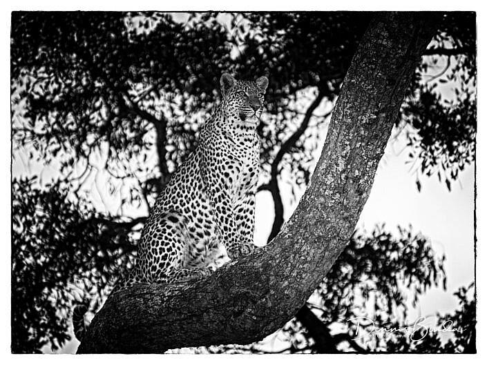 Leopard High Up In Tree
