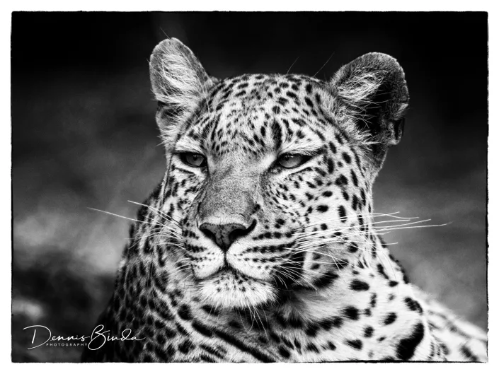 Leopard Portrait