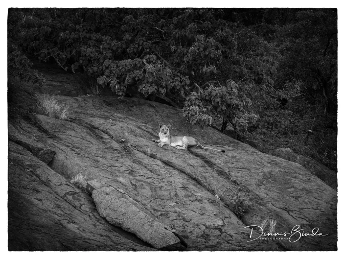 Lioness, Mountain Queen