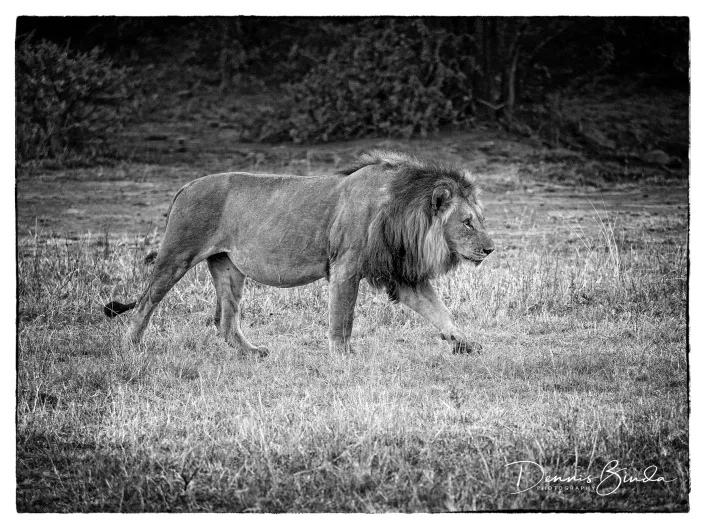 Male Lion Walking