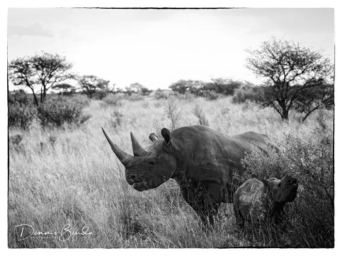 Mama Black Rhino And Young