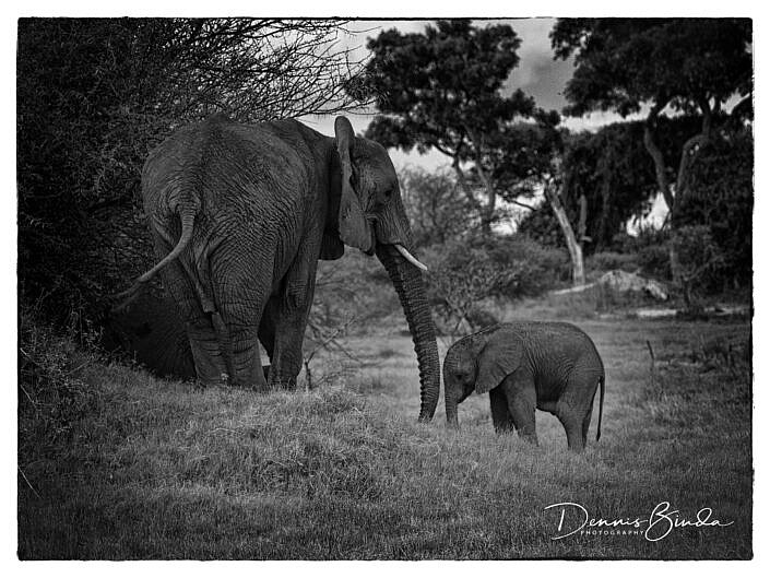 Mama Elephant And Baby