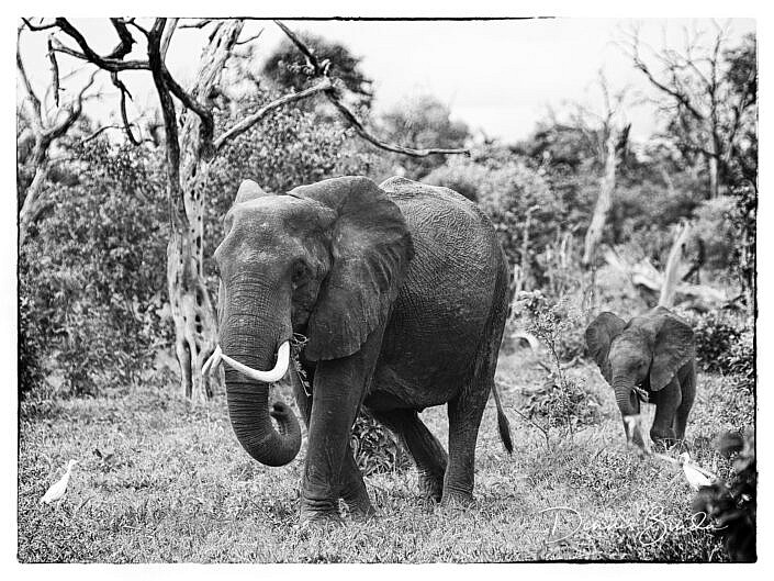 Mama Elephant Leading The Way