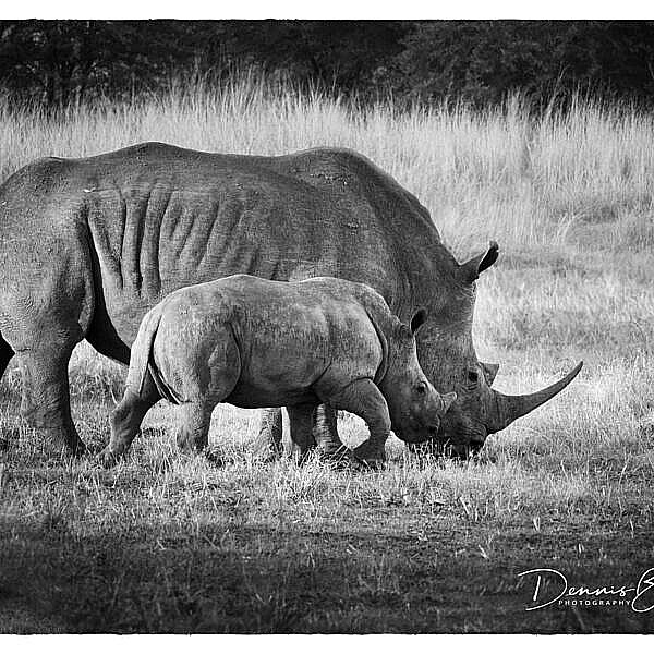 Mother And Calf White Rhino Grazing