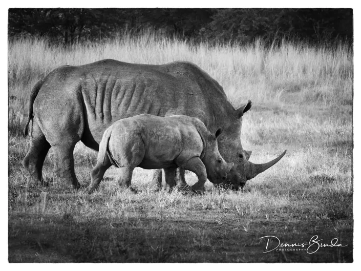 Mother And Calf White Rhino Grazing