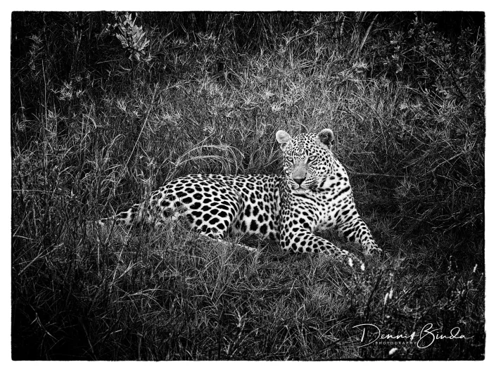 Resting Leopard