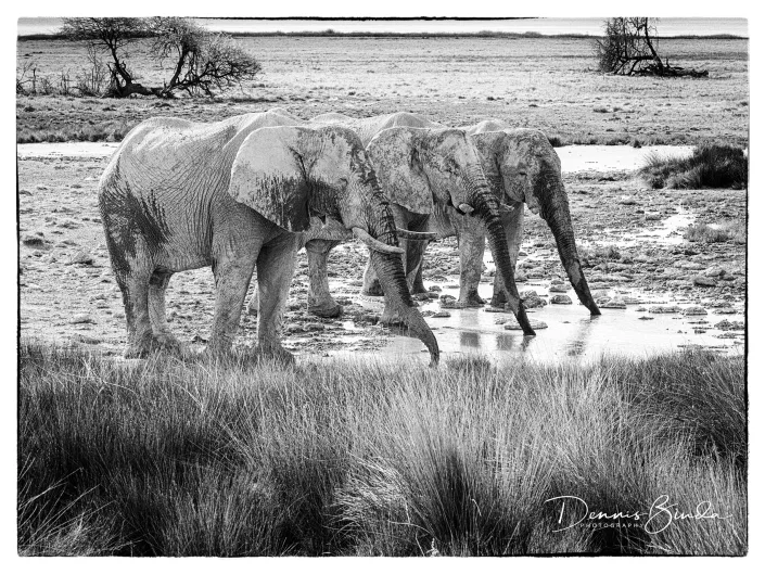 Three Elephants Drinking