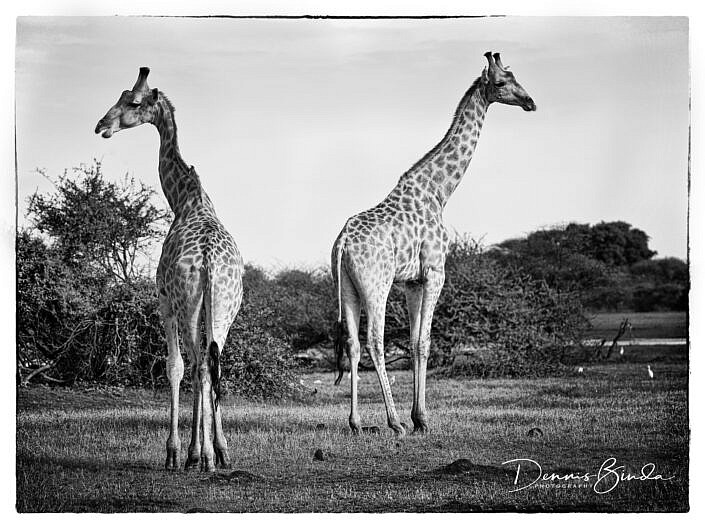 Two Towering Girafs