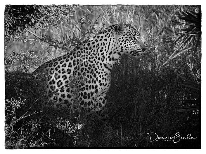 Watchful Leopard