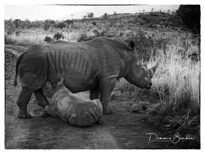 White Rhino Mom And Young