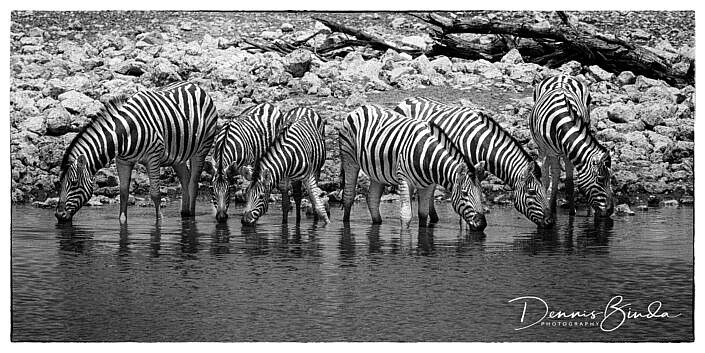 Zebra Drinking At Waterhole