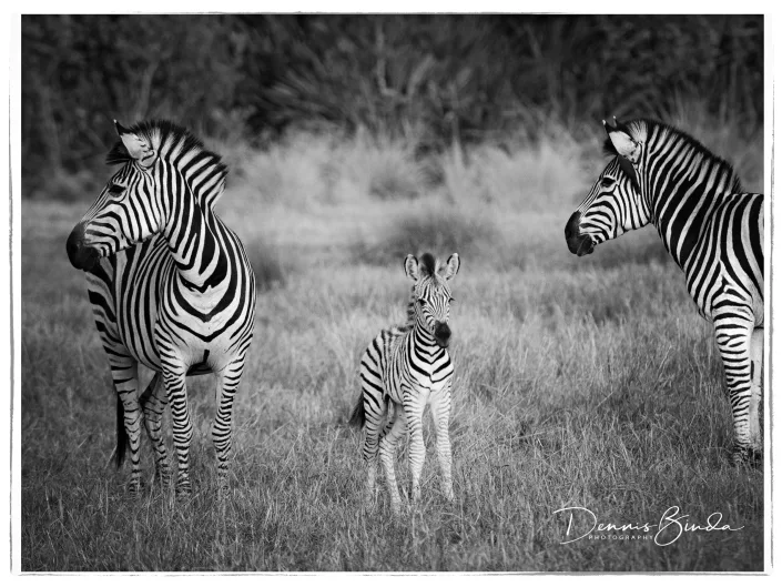 Zebra Family