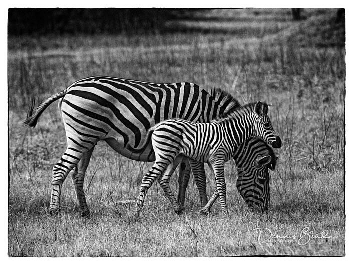 Zebra Mom And Calf