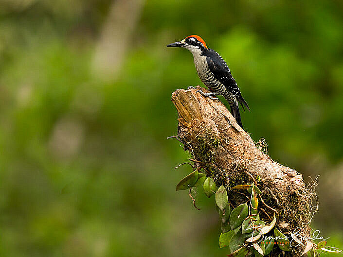 Male Black-cheeked woodpecker, Zwartwangspecht on a trunk