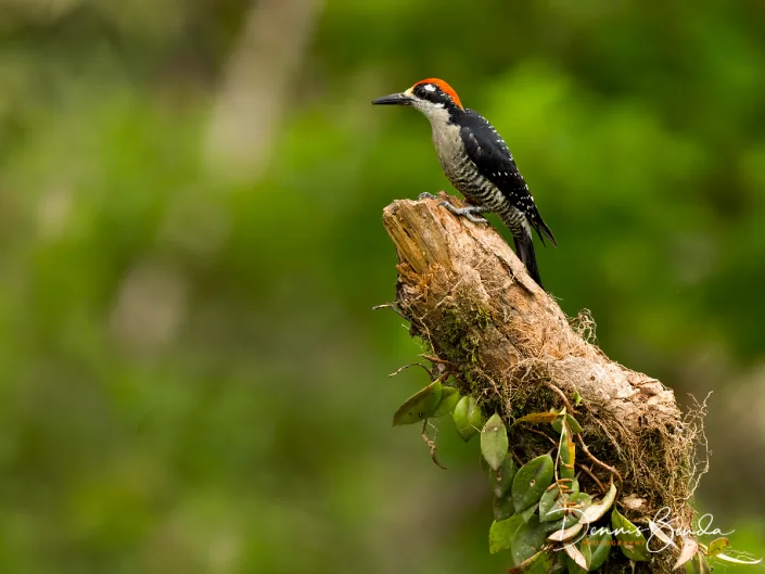 Male Black-cheeked woodpecker, Zwartwangspecht on a trunk