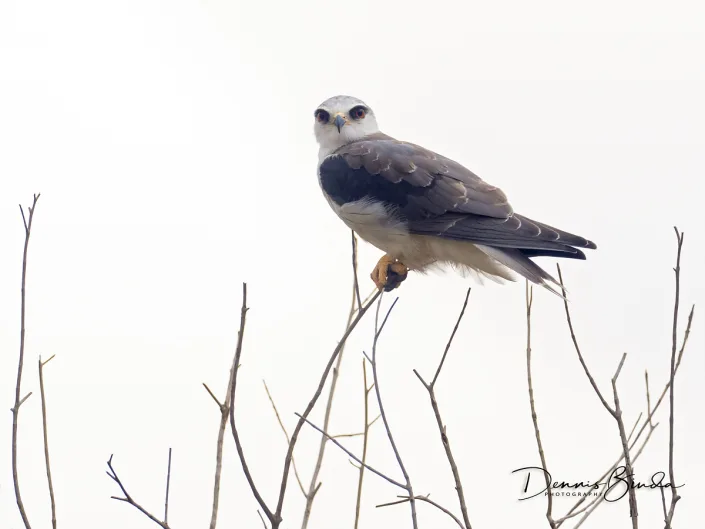 Black-winged kite - Grijze Wouw - Elanus caeruleus