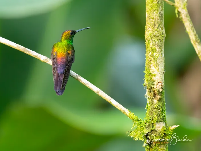 Bronze-tailed plumeleteer, Bronsstaartpluimkolibrie sitting on a branch