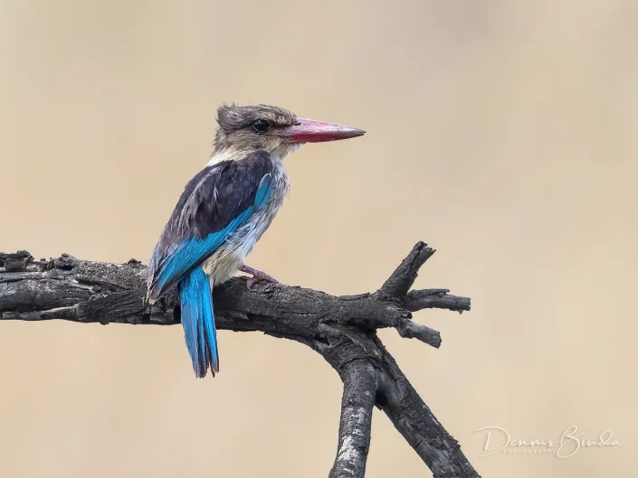 Brown-hooded Kingfisher - Bruinkapijsvogel - Halcyon albiventris