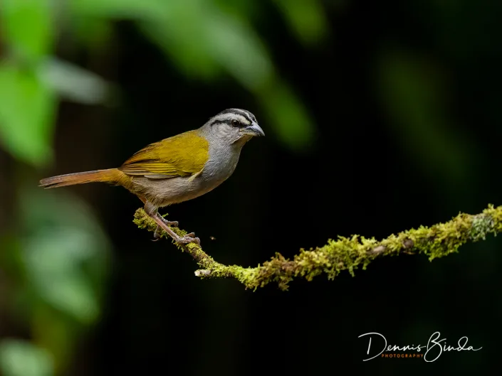 Buff-throated Saltator, Bontkeelsaltator on a mossy branch