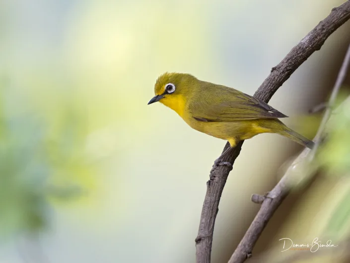 Cape White-eye - Kaapse brilvogel - Zosterops pallidus