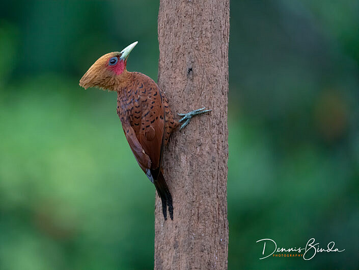 Chestnut-colored woodpecker, Kastanjespecht sitting on tree trunk