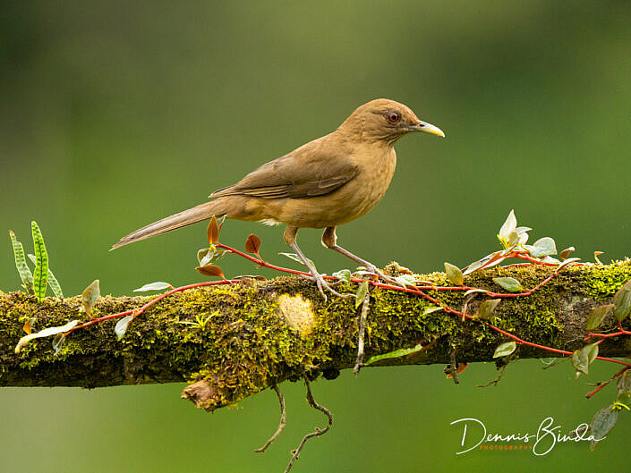 Clay-colored thrush, Grays lijster on a mossy branch