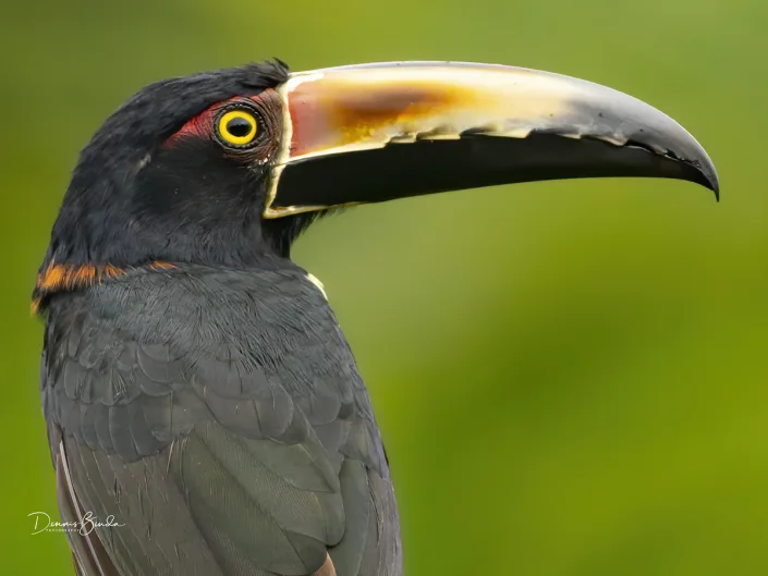 Collared aracari, Halsbandarassari portrait