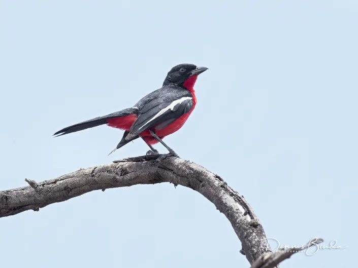 Crimson-breasted Gonolek - Burchells Fiskaal - Laniarius atrococcineus