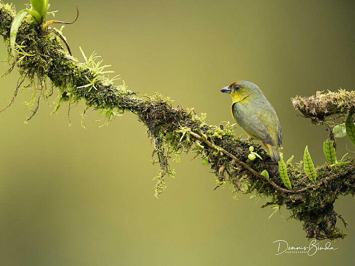 Female Olive-backed euphonia, Olijfrugorganist on mossy branch