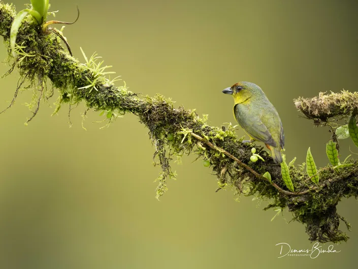 Female Olive-backed euphonia, Olijfrugorganist on mossy branch