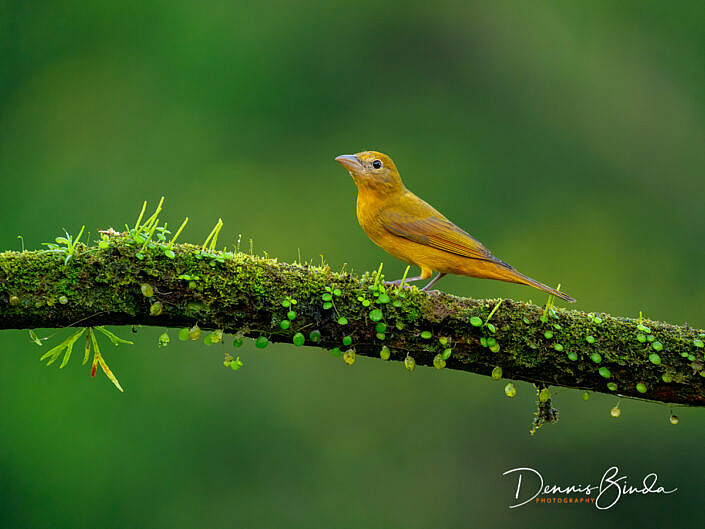 Female Summer tanager, Zomertangare on a mossy branch