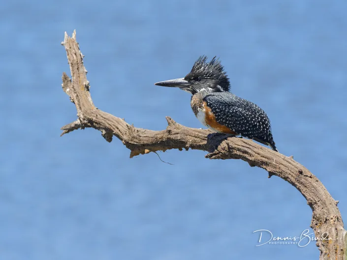 Giant kingfisher - Afrikaanse reuzenijsvogel - Megaceryle maxima