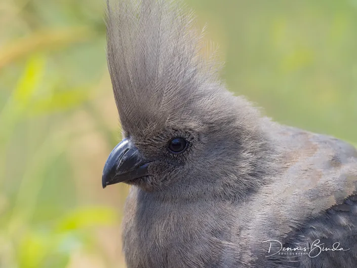 Grey Go-away-bird - Vale Toerako - Corythaixoides concolor