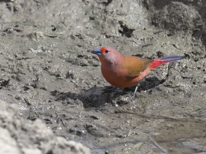 Jameson's Firefinch - Roze Amarant - Lagonosticta rhodopareia
