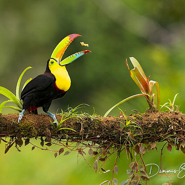 Keel-billed toucan, Zwavelborsttoekan eating banana