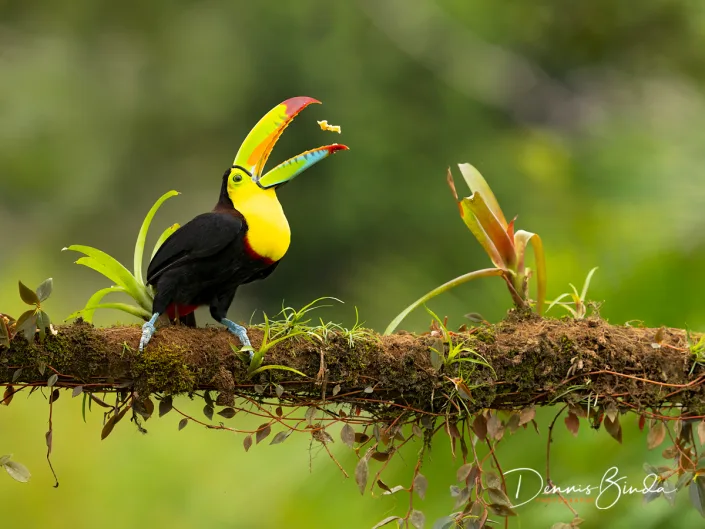 Keel-billed toucan, Zwavelborsttoekan eating banana