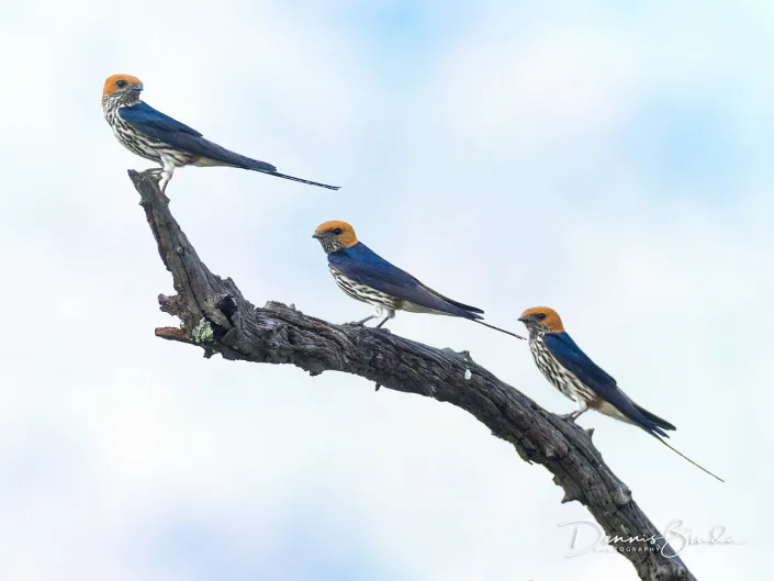 Lesser Striped Swallow - Savannezwaluw - Cecropis abyssinica