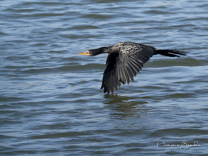 Long-tailed Cormorant - Afrikaanse Dwergaalscholver - Microcarbo africanus