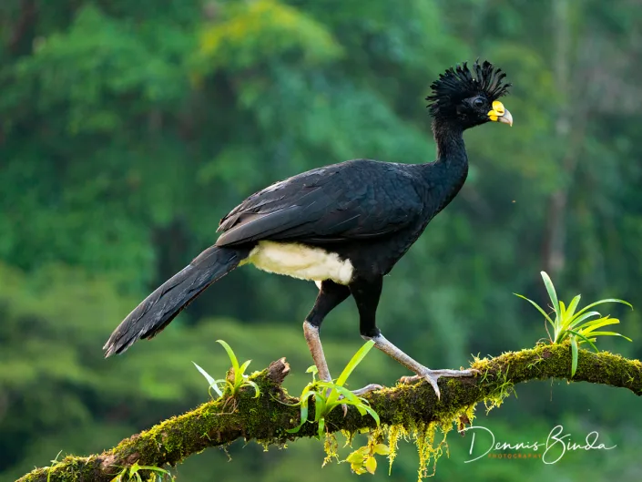 Male Great Curassow, Bruine hokko on a branch