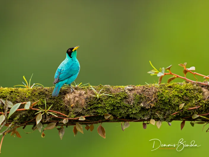 Male Green honeycreeper, Groene suikervogel on a mossy branch