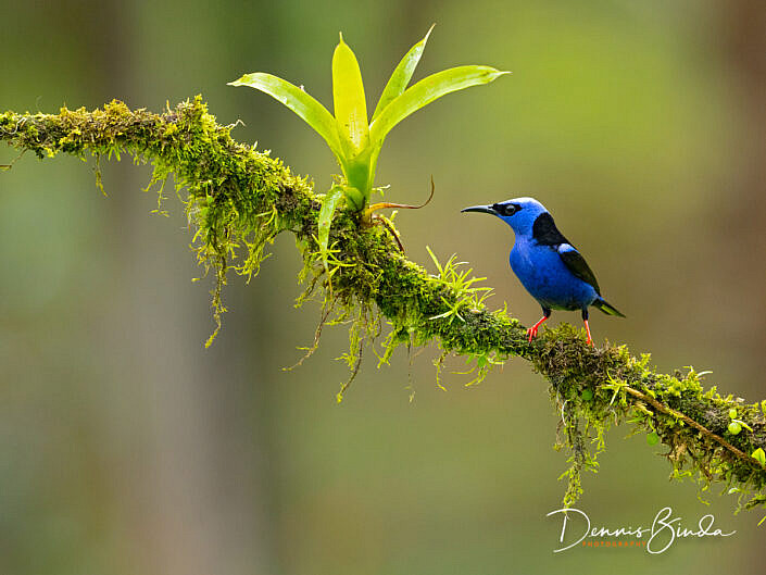 Male Red-legged honeycreeper, Blauwe suikervogel on a mossy branch